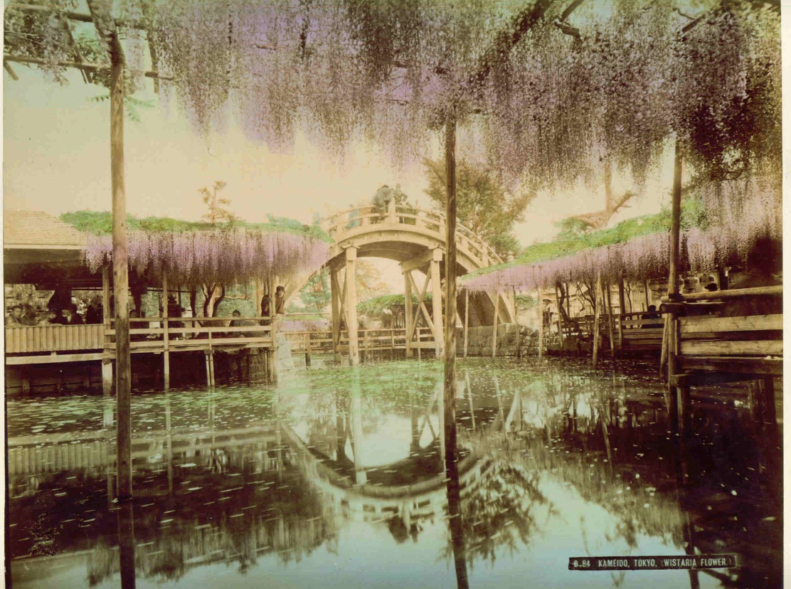 Kameido Tokyo Wistaria Flower Albumen
